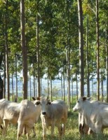 Orientações para aumentar a produção de carne nos rebanhos de corte