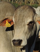 Carne bovina pode ser mais macia dependendo do sexo do reprodutor