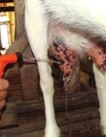 O manejo correto para produção de leite de cabra