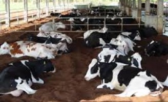 A produtividade do rebanho leiteiro é maior quando o produtor se preocupa com bons cuidados