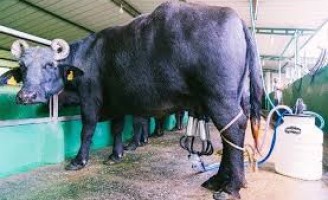 A produção de leite de búfalas tem preços que chegam a ser o dobro do de vaca