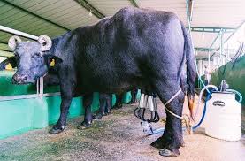 A produção de leite de búfalas tem preços que chegam a ser o dobro do de vaca
