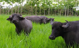 Carne de búfalo é mais saudável do que a carne bovina porque tem menos gordura