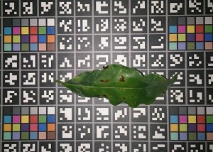 doenças agrícolas