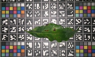 Orientações sobre doenças agrícolas em base de dados com fotos