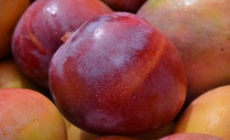 Tratamento hidrotérmico permite exportar manga brasileira para a África do Sul