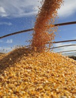 Recorde na exportação de milho impulsiona crescimento no agronegócio