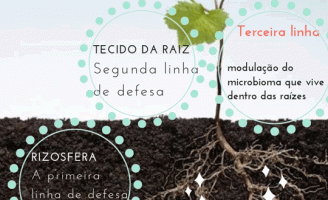 Descoberta inédita sobre mecanismo de defesa de plantas tem participação de cientista brasileiro