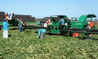 Técnicos chineses visitam as fazendas produtoras de melão no Ceará e Rio Grande do Norte
