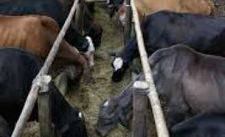 Artigo: Por que é importante fazer a suplementação de bovinos?