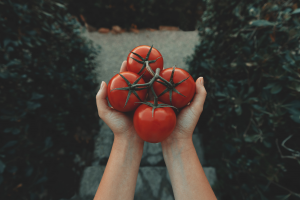 tomates na mão