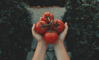 Hoje é o Dia do Tomate e o Nordeste Rural destaca os benefícios dessa fruta