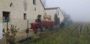 vinho - saint vicent 5
