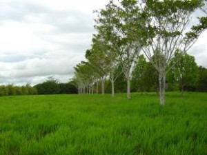 árvore para plantio no pasto 2