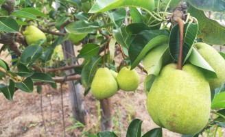 Uma fruta típica de clima frio já está adaptada ao sertão nordestino