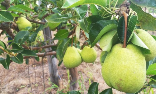 <h2><a href="https://nordesterural.com.br/uma-fruta-tipica-de-clima-frio-ja-esta-adaptada-ao-sertao-nordestino/">Uma fruta t&iacute;pica de clima frio j&aacute; est&aacute; adaptada ao sert&atilde;o nordestino</a></h2>&Eacute; incr&iacute;vel, mas o sert&atilde;o nordestino j&aacute; produz p&ecirc;ra com qualidade e j&aacute; oferece as frutas para o mercado do sul do pa&iacute;s. Depois de 10 anos de pesquisa e