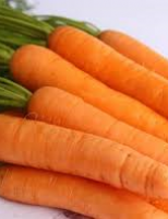 Uma semente de cenoura própria para cultivo orgânico