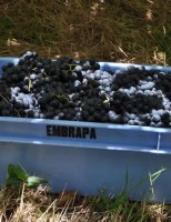 Serra Gaúcha, no verão,  estimula turismo para ver a colheita da uva