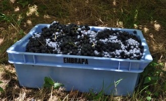 Serra Gaúcha, no verão,  estimula turismo para ver a colheita da uva