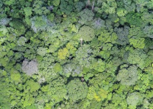 drone - floresta