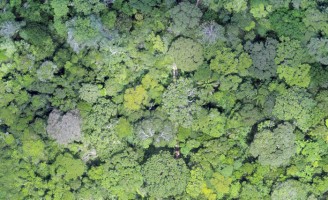 Já é possível usar drones para calcular o volume de madeira nas florestas
