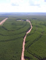 Crescimento na produção de etanol de milho vai promover aumento no plantio de florestas no Brasil