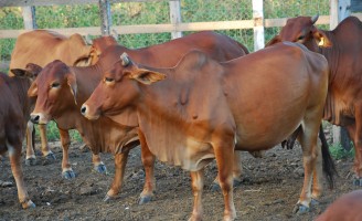 Quase três meses depois o Estado de Pernambuco divulga balança da vacinação do ano passado