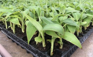 Produção de mudas de banana fica mais rápida com o uso de hidroponia