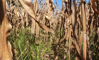 Os problemas para o produtor rural implementar o sistema integrado lavoura-pecuária na propriedade