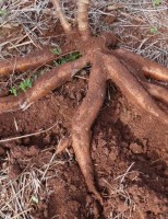 Todas as regiões brasileiras são boas para plantação da mandioca