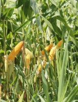 Mais dois estados do Nordeste poderão plantar milho usando o zoneamento de risco de milho com braquiária