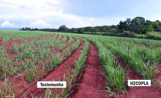 Encontro vai discutir potencial de proteína na produtividade das plantações de cana
