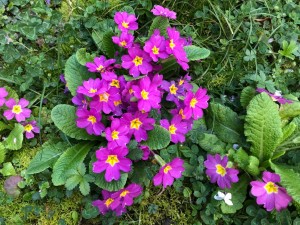 Flores da frança
