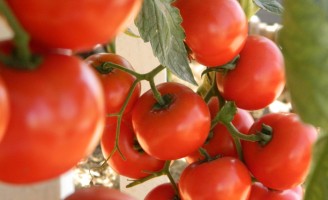 Agricultor tem um novo método para controlar as viroses em tomateiro