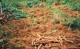 Como atividade essencial a agricultura brasileira trabalha para manter abastecimento