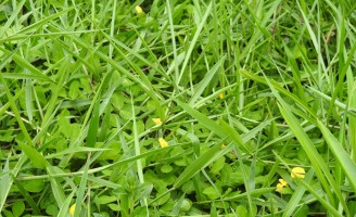 Chega ao mercado este ano primeira cultivar brasileira de amendoim forrageiro propagada por sementes