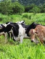 Manejo correto das pastagens valoriza a produtividade do gado