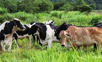 Produtores de Minas Gerais querem implementar o Programa Bifequali TT para o rebanho de corte