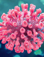 Usinas de cana de açúcar se mobilizam para ajudar no combate ao coronavirus