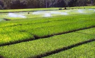 Ministério libera venda de defensivos agrícolas genéricos