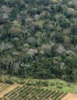 Programa vai estimular a ampliação de áreas com florestas plantadas no Brasil