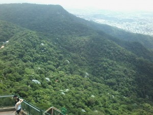 floresta da tijuca