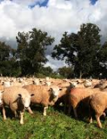 O Brasil negligencia a proteção animal e perde pontos na avaliação mundial