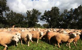 O Brasil negligencia a proteção animal e perde pontos na avaliação mundial