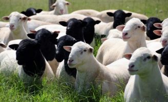 Um novo sistema de comercialização impulsiona as vendas de ovinos