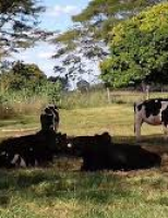 Mais leite e mais embriões em vacas que pastejam na sombra