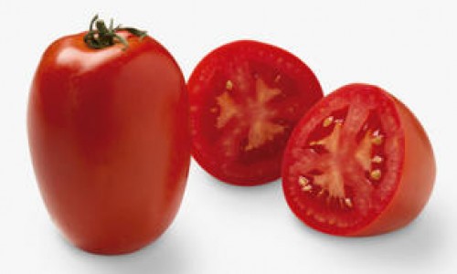 <h2><a href="https://nordesterural.com.br/uso-da-irrigacao-no-cultivo-do-tomate-vero/">Uso da irriga&ccedil;&atilde;o no cultivo do tomate Vero</a></h2>O manejo adequado de &aacute;gua &eacute; um dos diversos fatores agron&ocirc;micos respons&aacute;veis por influenciar diretamente no plantio. O tomate Vero, por exemplo, exige fornecimento constante de &aacute;gua durante sua fase