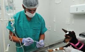 Médicos veterinários e zootecnistas recebem orientações para lidar com o Covid-19