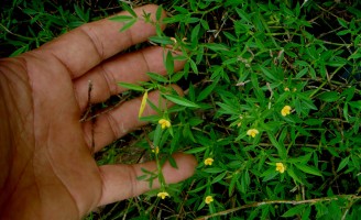 Uma leguminosa que aparece em pastos do nordeste é boa para enriquecer a alimentação animal