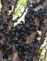 Capacitação para agricultores do Nordeste permitem que eles produzam vinho de jabuticaba e de umbu